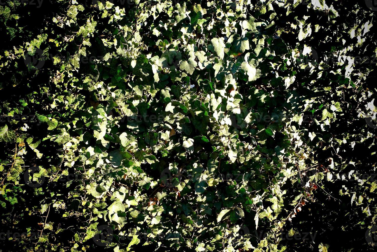 Green leaves backgroud. Green plant covering a fence. photo