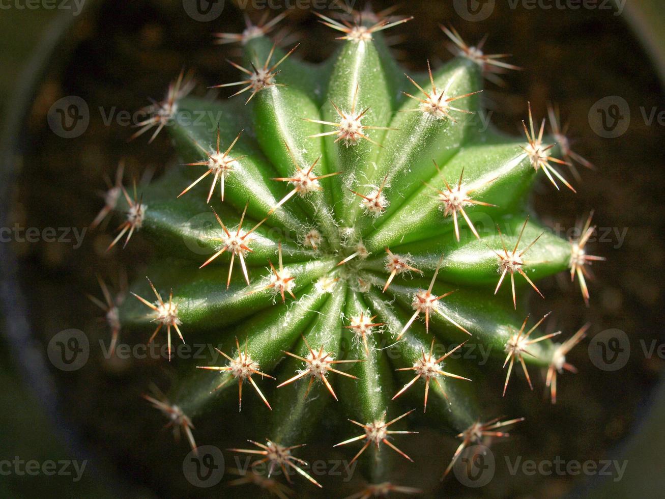 planta de cactus cactáceas foto