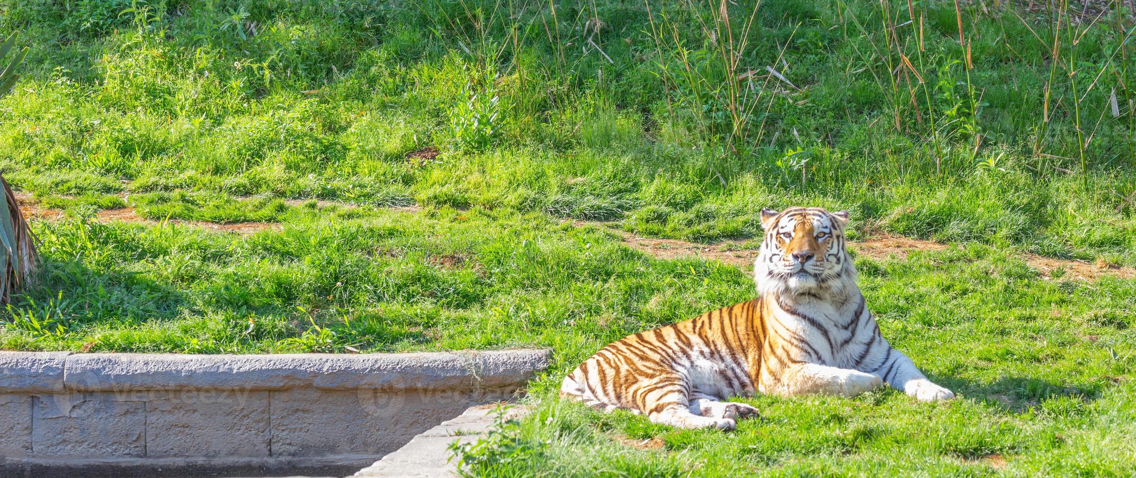 Tiger in a wildlife zoo - one of the biggest carnivore in nature. photo