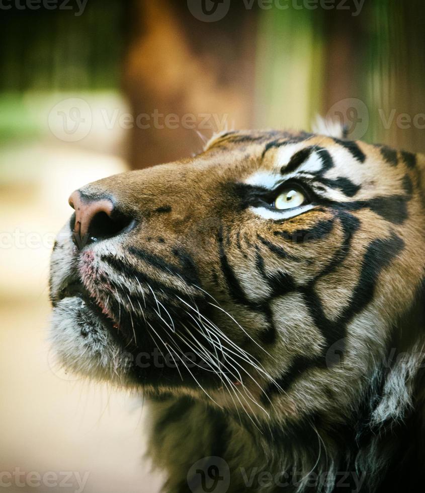 tigre, retrato de un tigre de bengala. foto