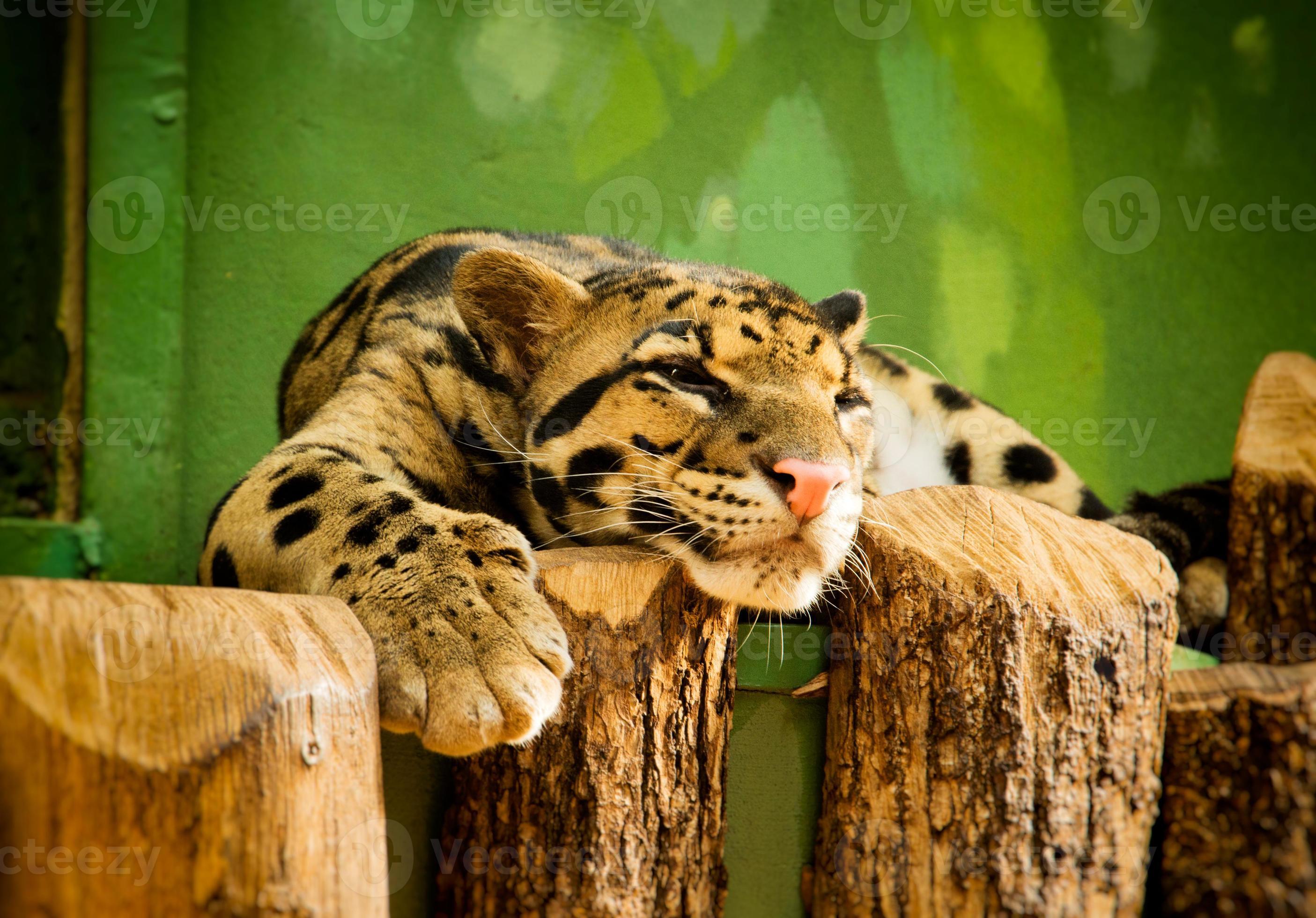 Leopard resting in Zoo 5371988 Stock Photo at Vecteezy