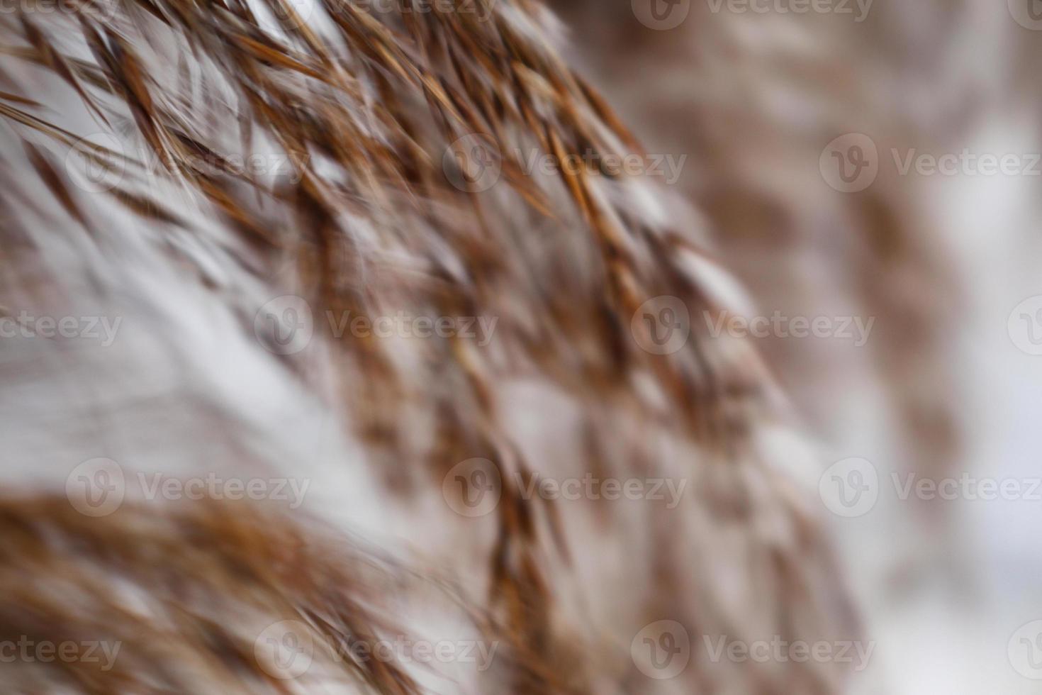 Tender fluffy reed tops on white snow abstract background photo