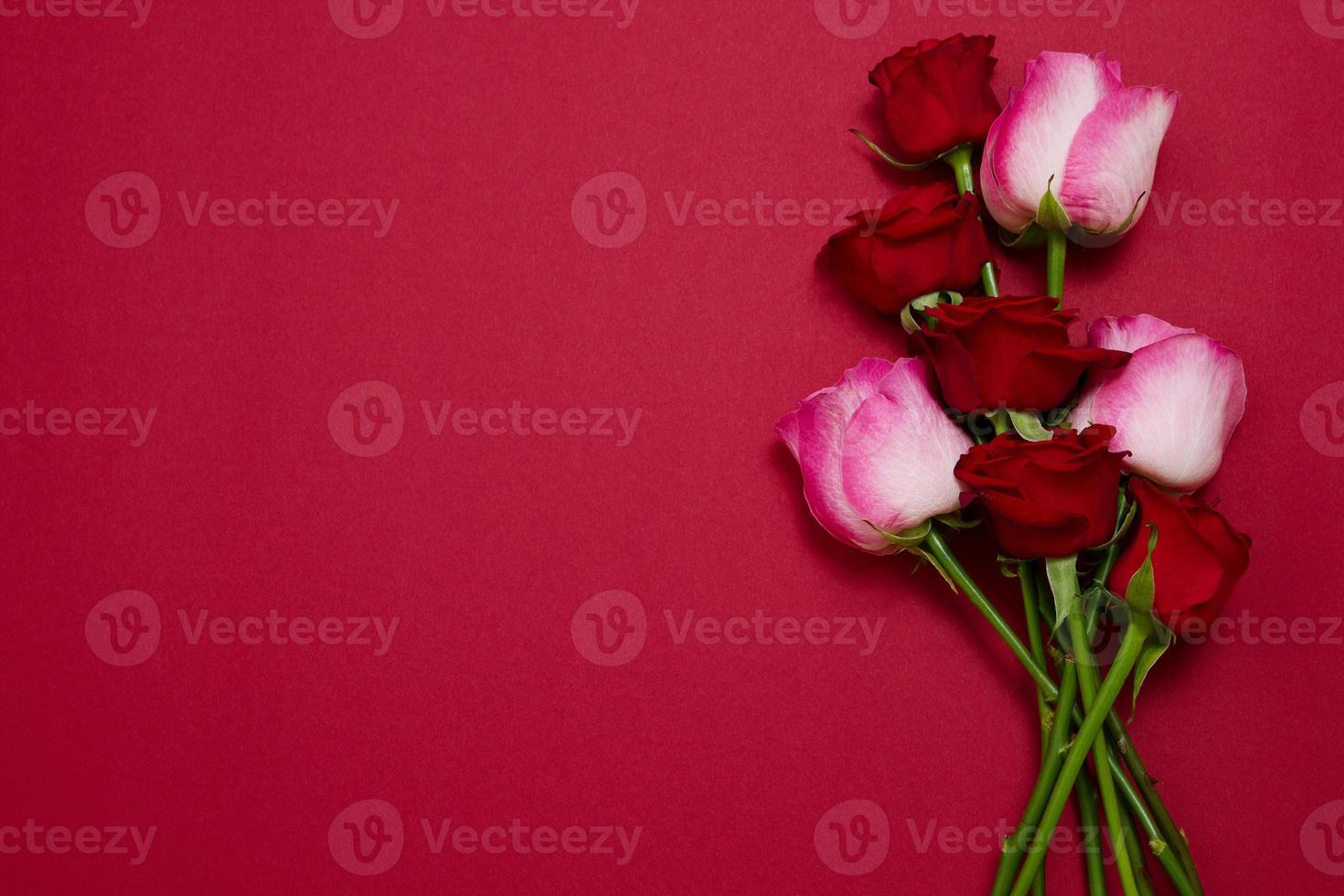 rosas sobre fondo rojo aislado. vista superior y maqueta. día de la madre y san valentín. vacaciones de mujeres. papel tapiz y concepto romántico. ramo de rosas de flores. regalo de cumpleaños de flores. foto