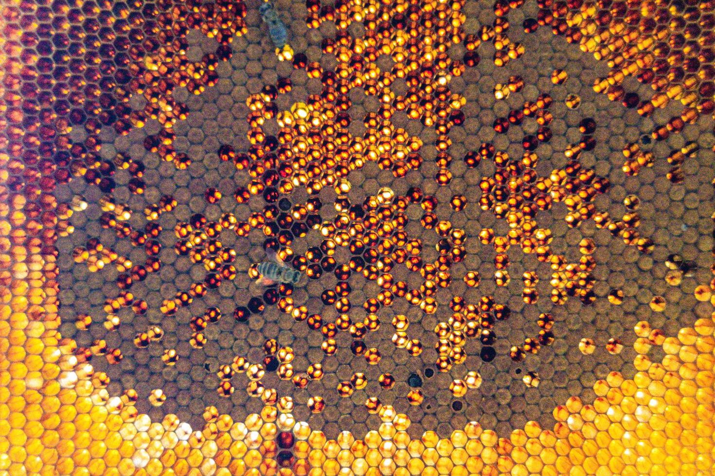 Honeycomb from bee hive filled with golden honey photo