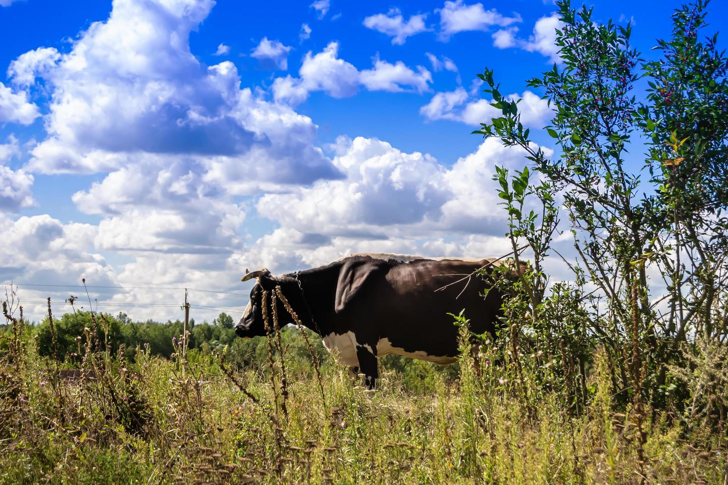 Photography on theme beautiful big milk cow photo