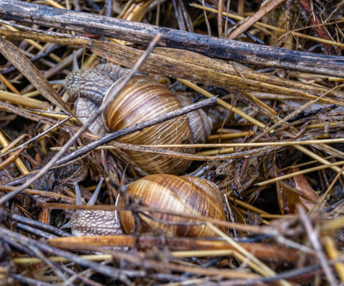Big garden snail in shell crawling on wet road photo
