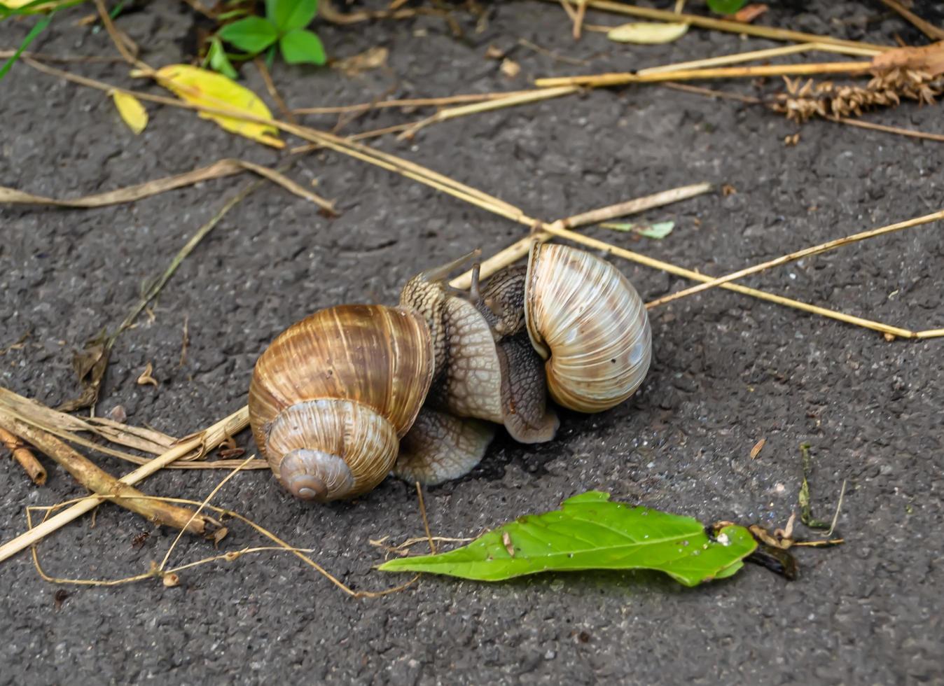Big garden snail in shell crawling on wet road photo