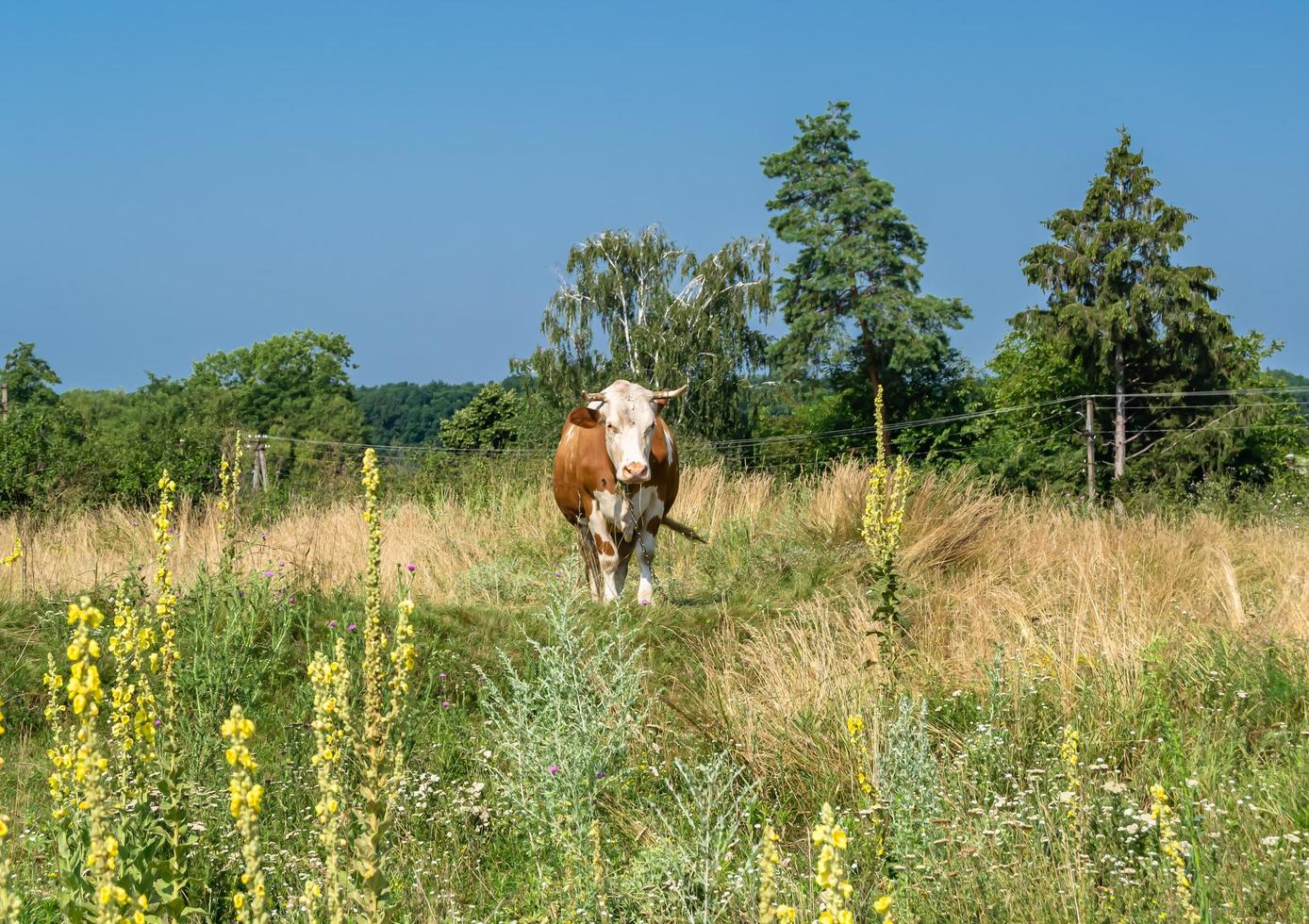 Photography on theme beautiful big milk cow photo