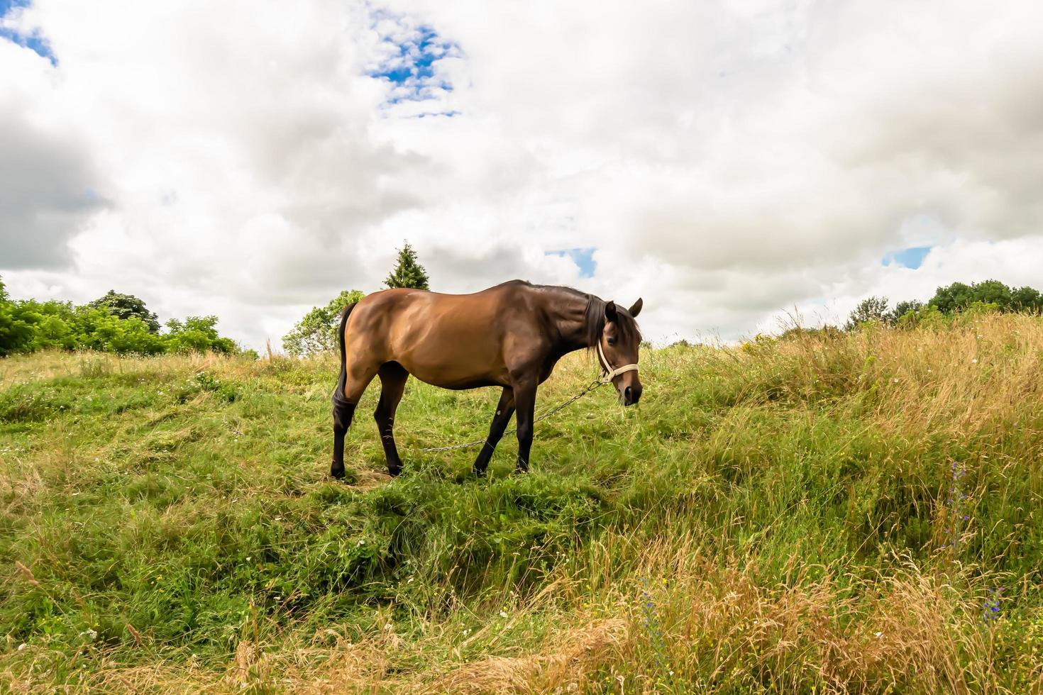 Beautiful wild brown horse stallion on summer flower meadow photo