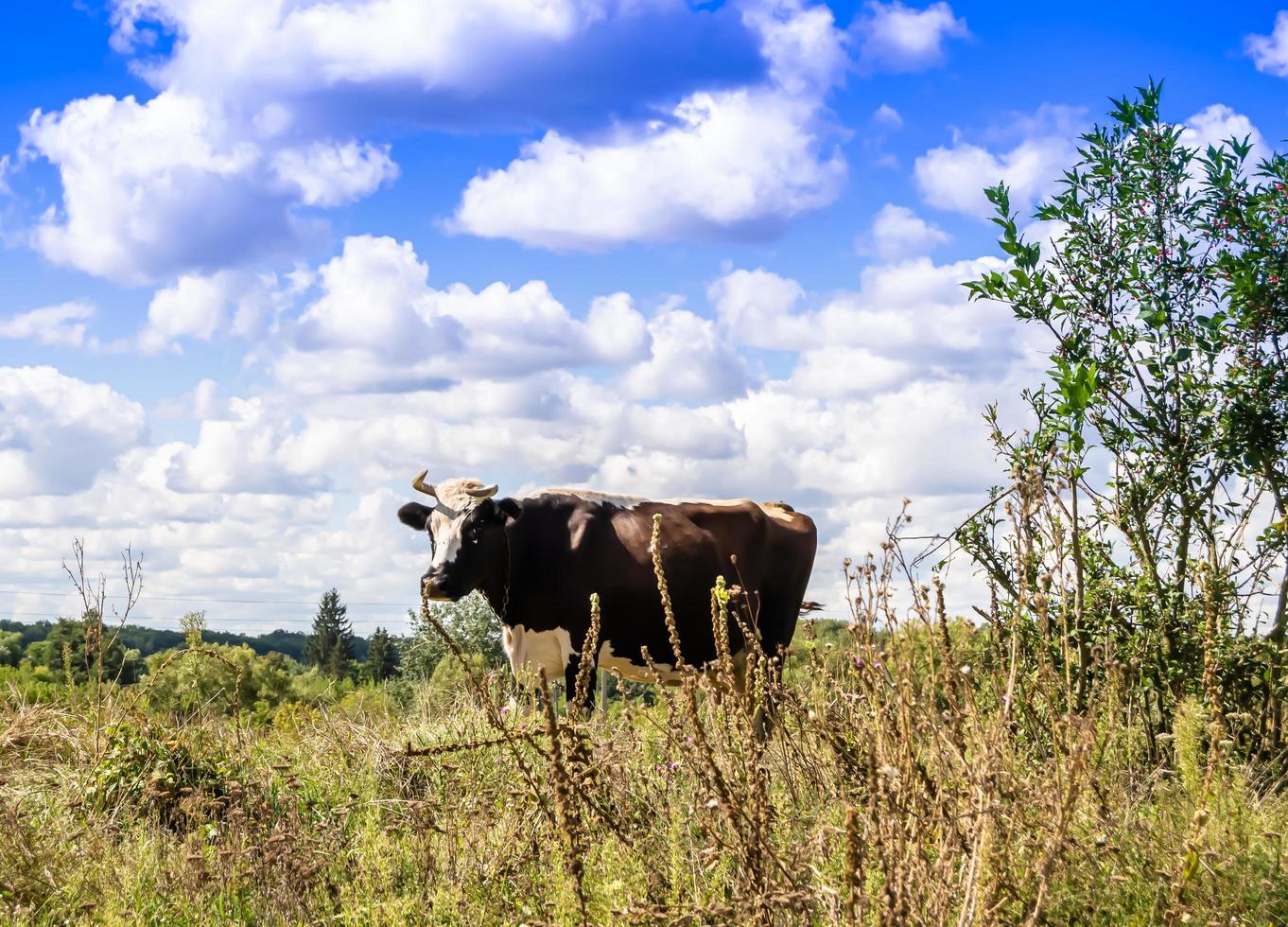 Photography on theme beautiful big milk cow photo