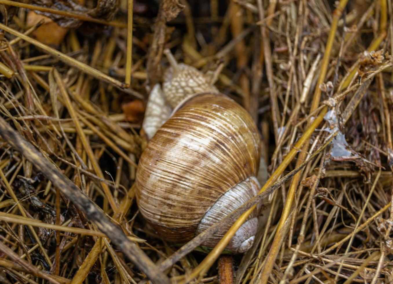 Big garden snail in shell crawling on wet road photo