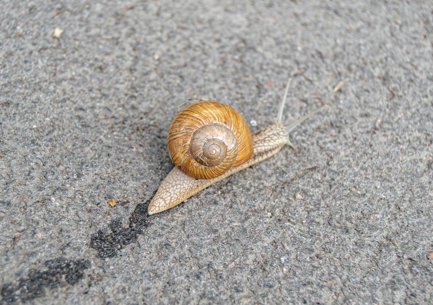 Big garden snail in shell crawling on wet road photo