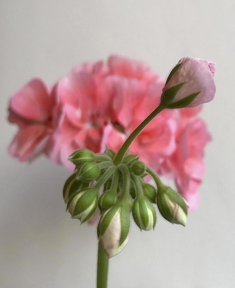 Blooming beautiful flower with green leaves, living natural nature photo