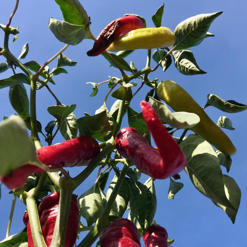 Photo on theme long red hot chili pepper