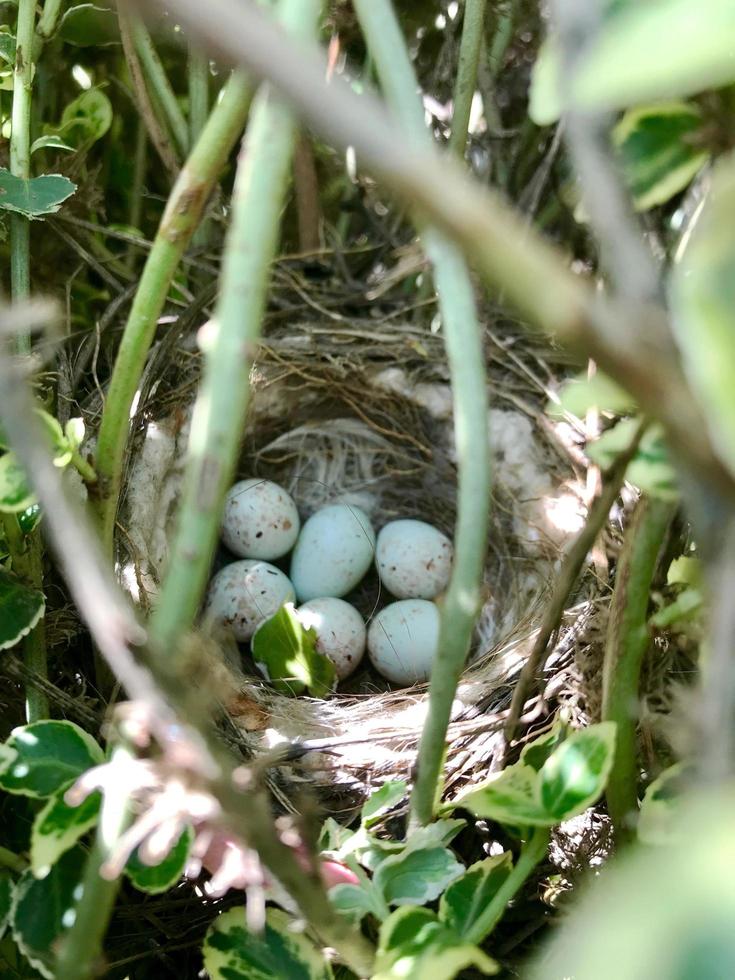 Eggs from oval strong shell waiting their mother in nest photo