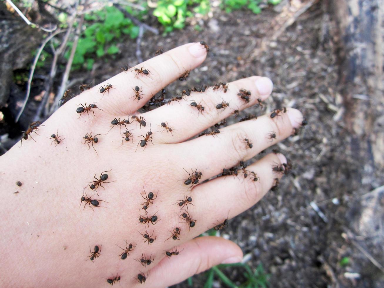 Baby hand on anthill with a swarm of wild brown small ants photo