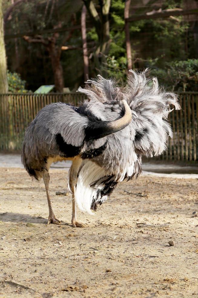 un gran pájaro blanco avestruz de plumas se para en piernas largas y delgadas foto