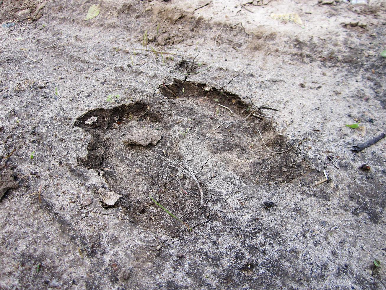 Photography to theme big footprint animal cow close up photo