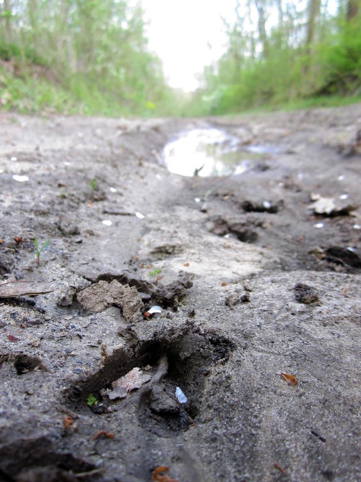 Photography to theme big footprint animal cow close up photo