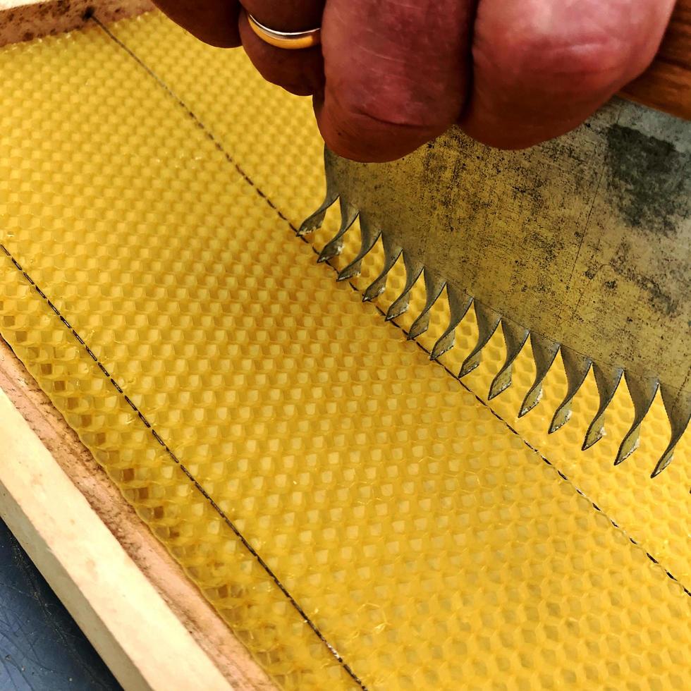 Winged bee slowly flies to honeycomb collect nectar photo