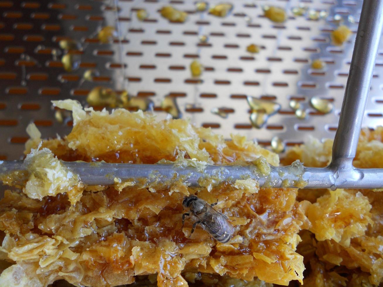 Wax honeycomb from a bee hive filled with golden honey photo