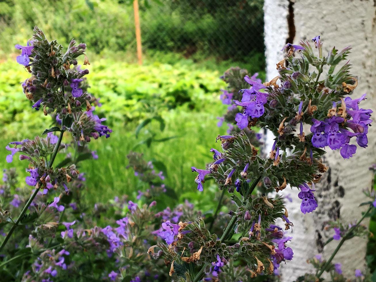 Blooming flower with leaves, living natural nature photo