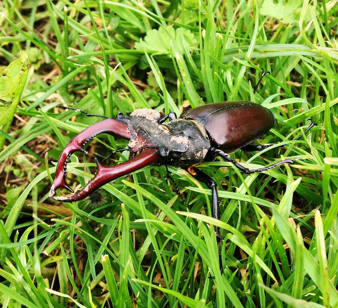 Escarabajo ciervo macho con mandíbulas largas y afiladas en el bosque salvaje foto