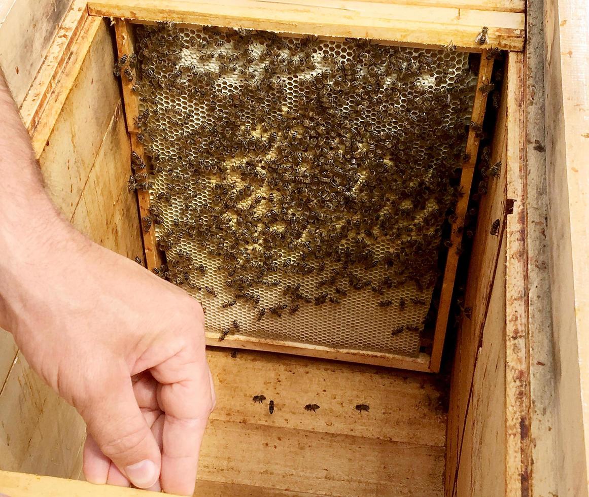Background hexagon texture, wax honeycomb from a bee hive photo
