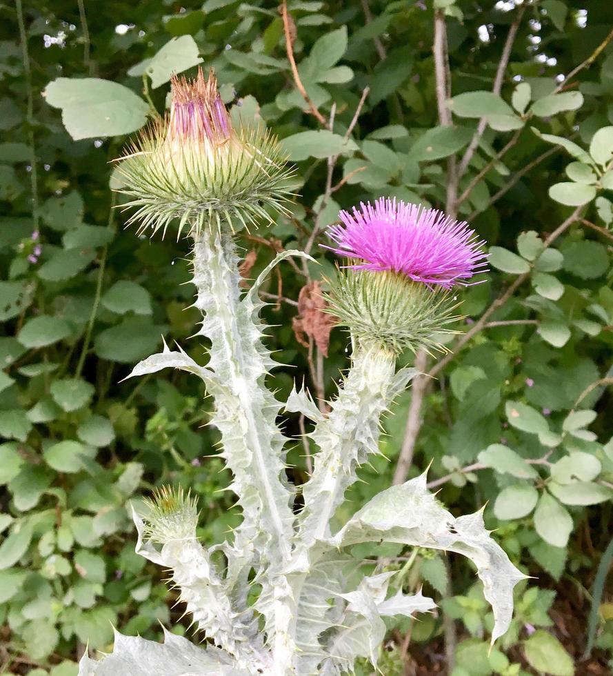 Large herbaceous medicinal plant burdock Arctium photo