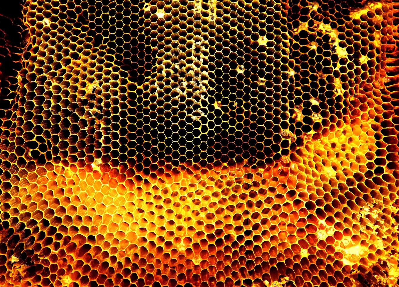Background hexagon texture, wax honeycomb from a bee hive photo