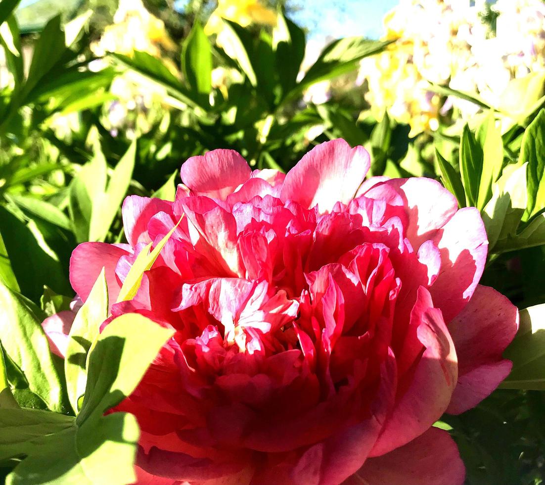 The colorful photo shows blooming flower peony