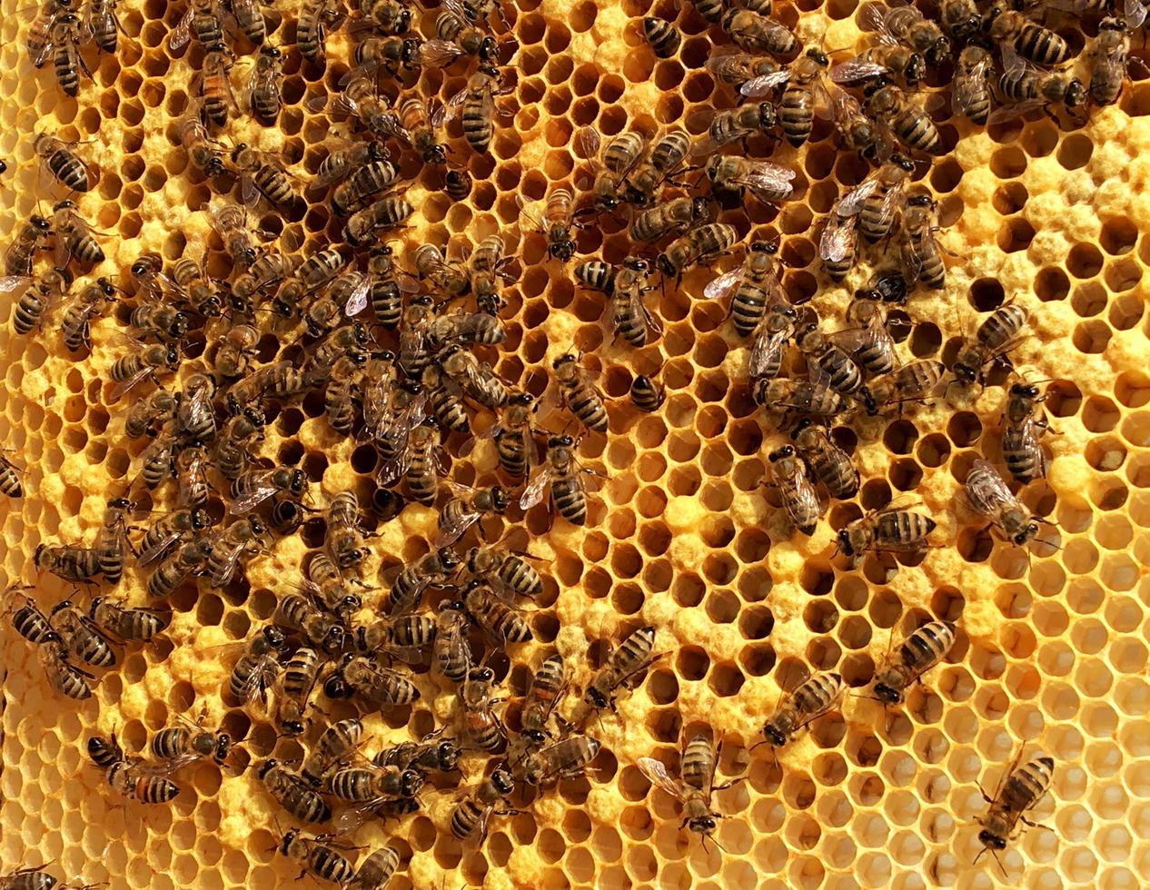 Fondo de textura hexagonal, panal de cera de una colmena de abejas foto