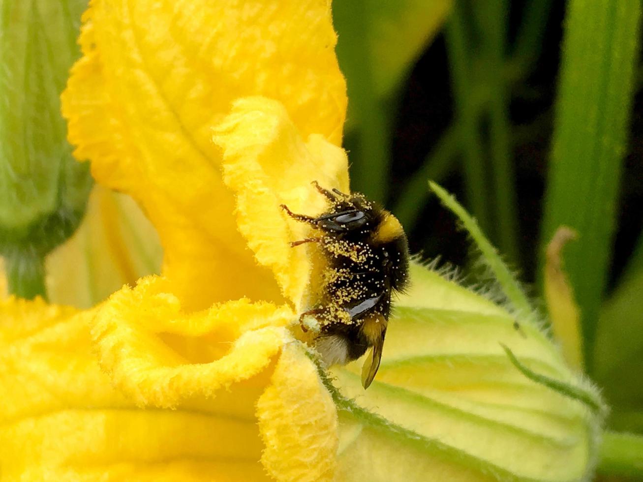 Winged bee slowly flies to the plant, collect nectar for honey on private apiary photo