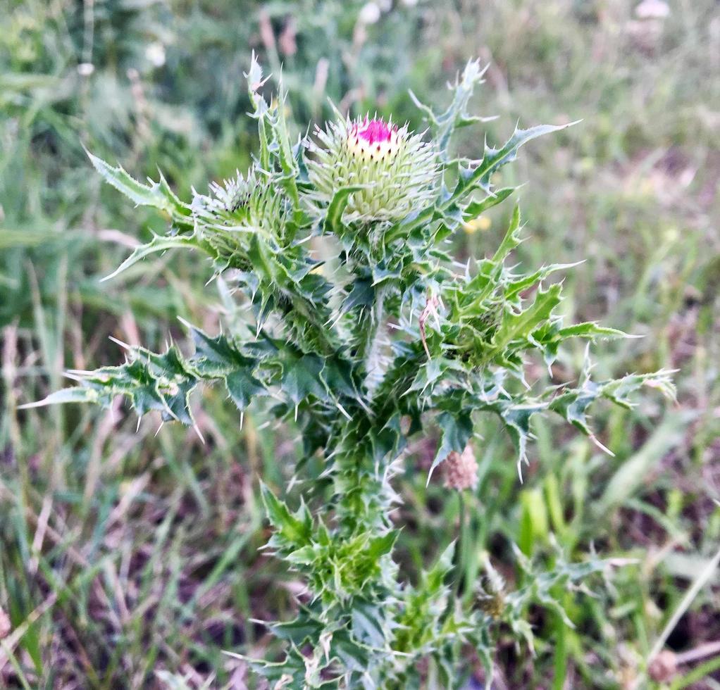 Gran planta medicinal herbácea arctium bardana foto