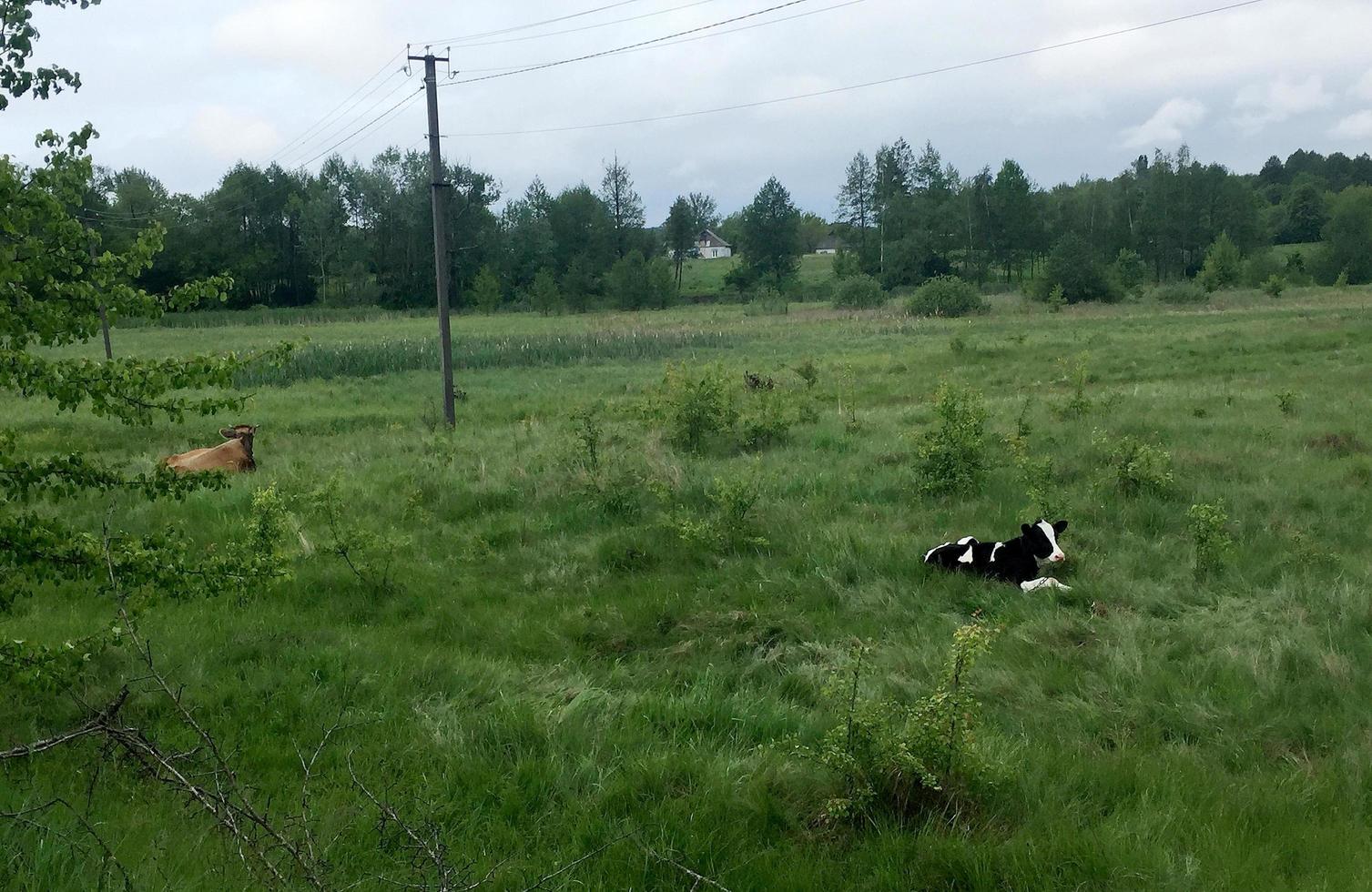 Photography on theme beautiful big milk cow grazes on green meadow photo