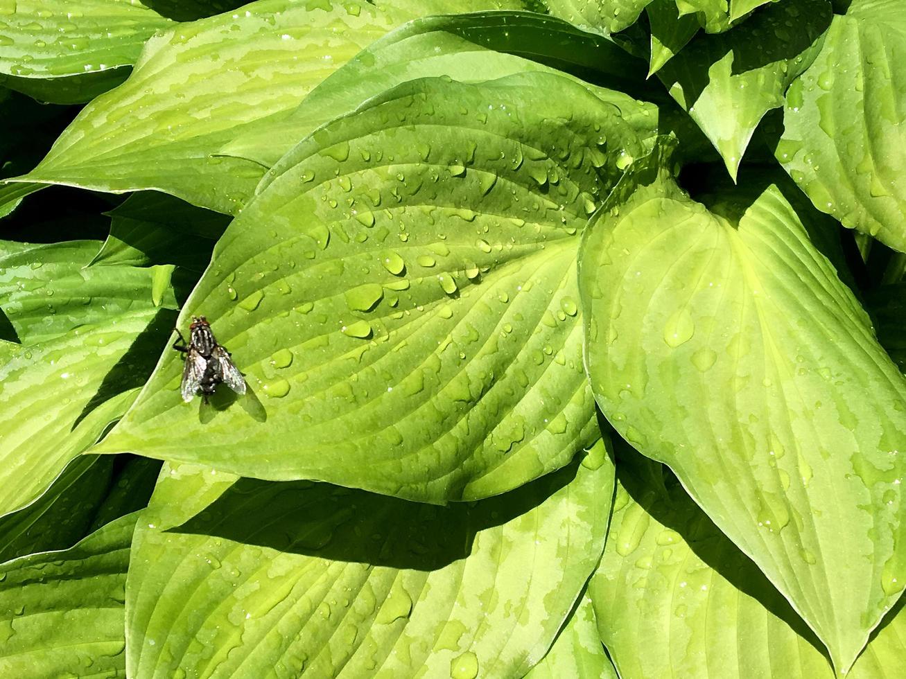 Beautiful ordinary home fly with wings is sitting on a green leaf photo