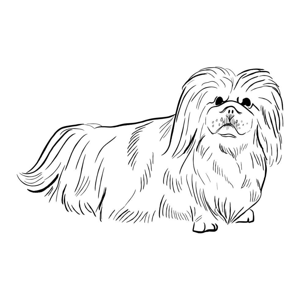 Pekingese dog isolated on white background. vector