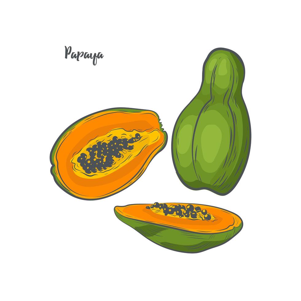 Papaya fruit sketch vector illustration.