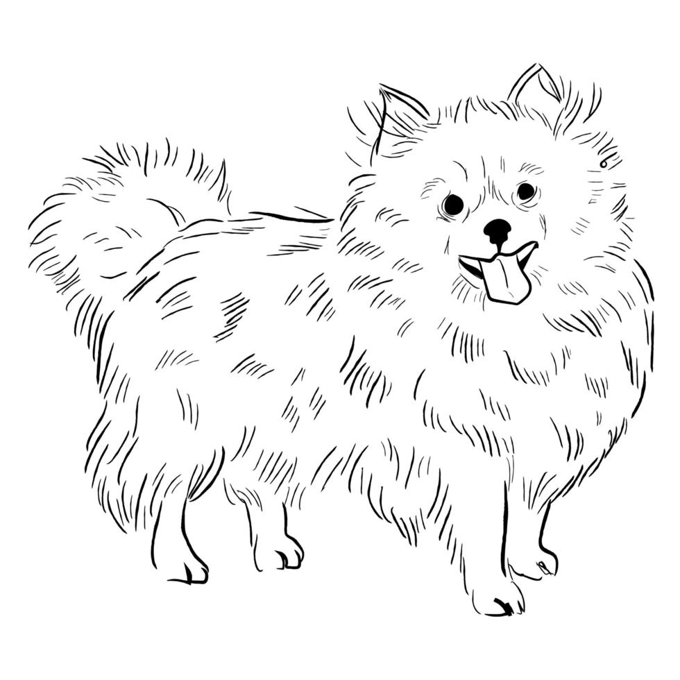 perro pomerania aislado sobre fondo blanco. vector