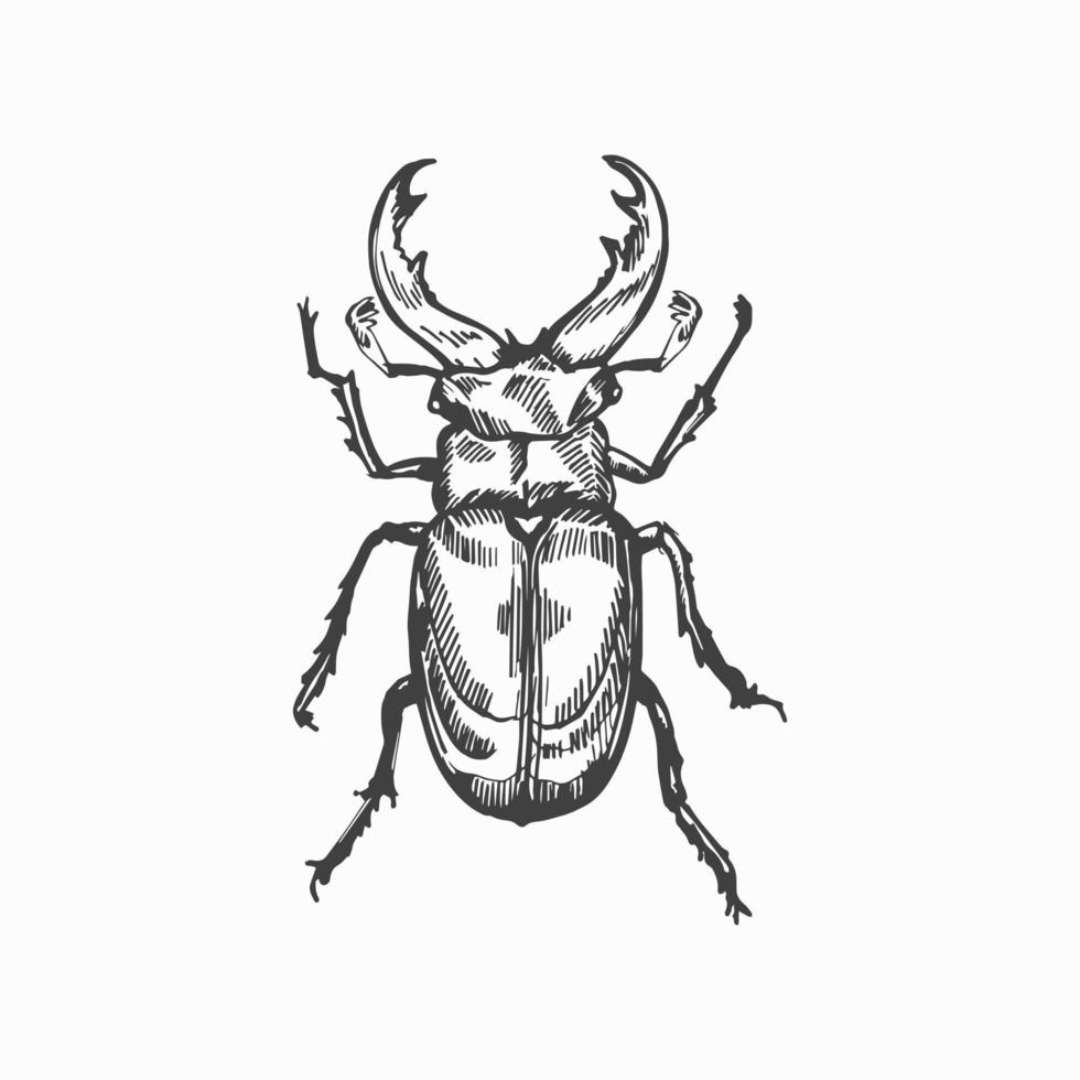 Stag beetle hand drawn vector sketch.
