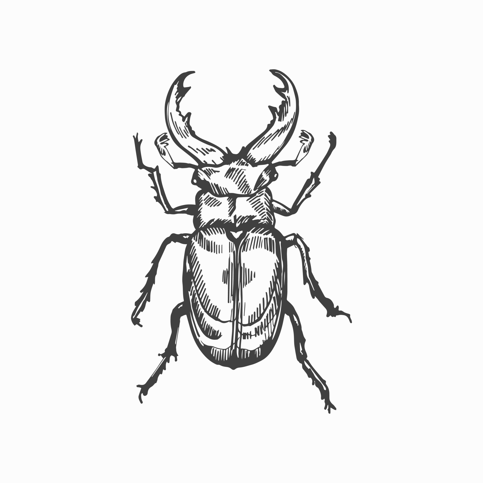 beetle drawing