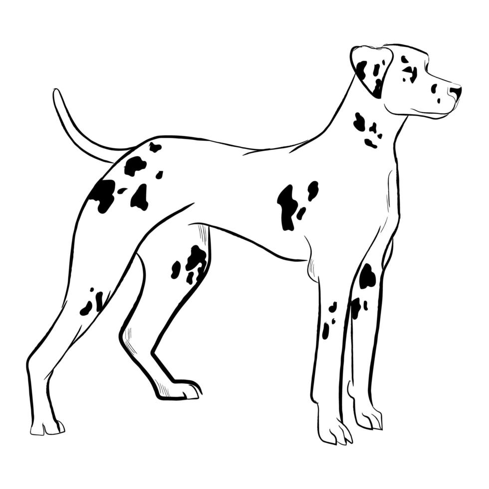 perro dálmata aislado sobre fondo blanco. vector