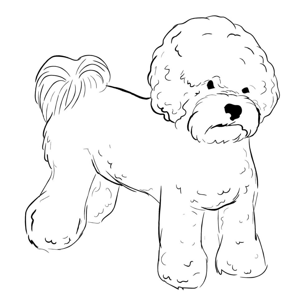 perro bichon frise aislado sobre fondo blanco. vector