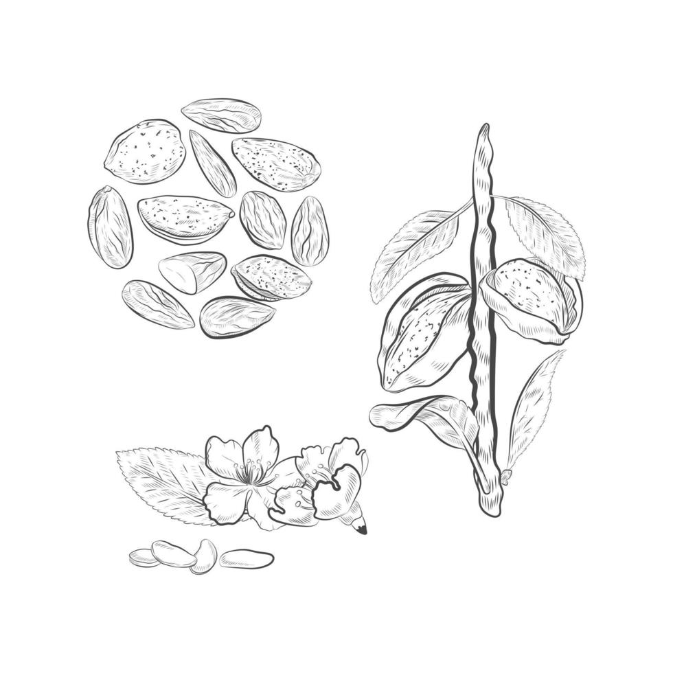 Almonds fruits on branch vector sketch.