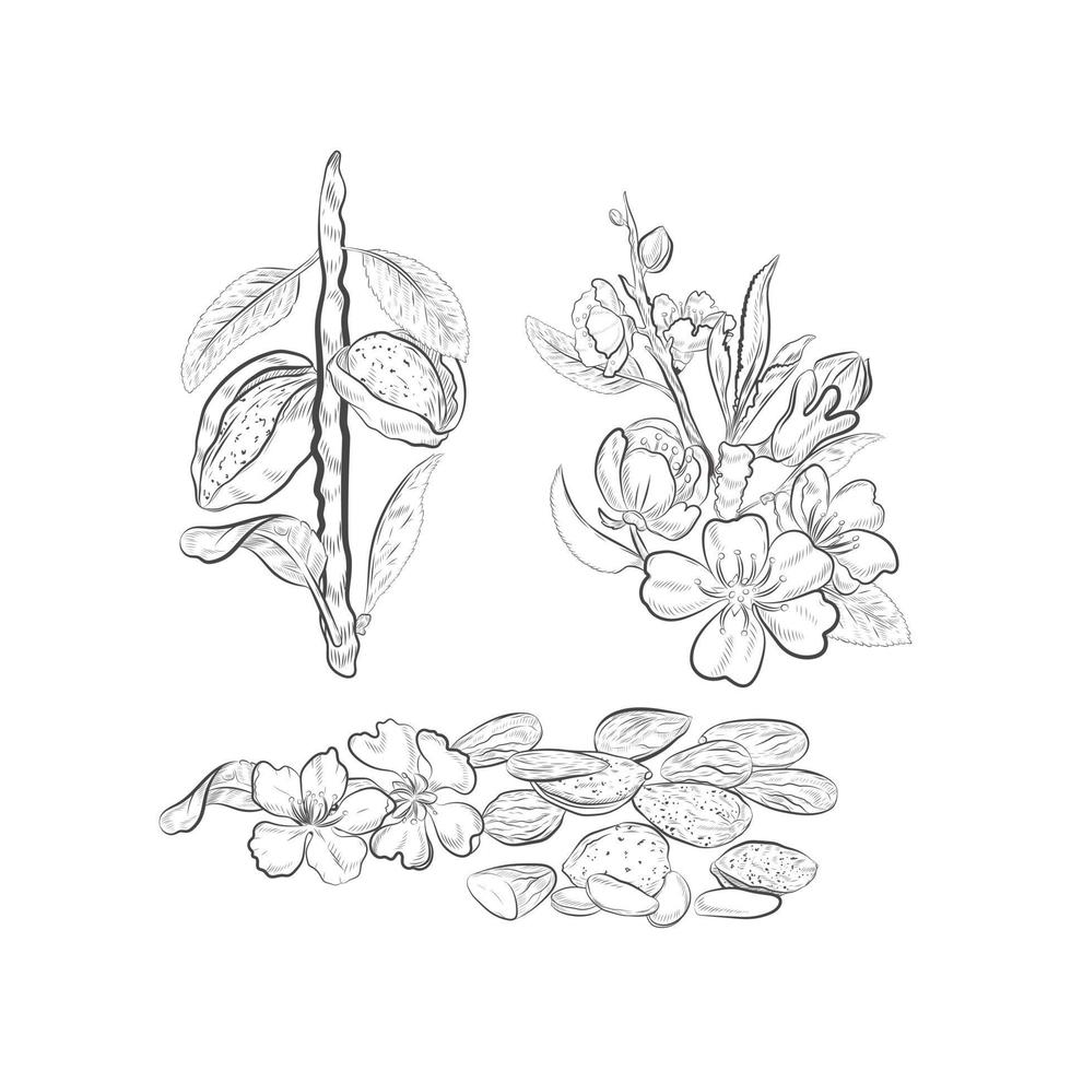 Almonds blossoms and fruits on branch vector sketch.
