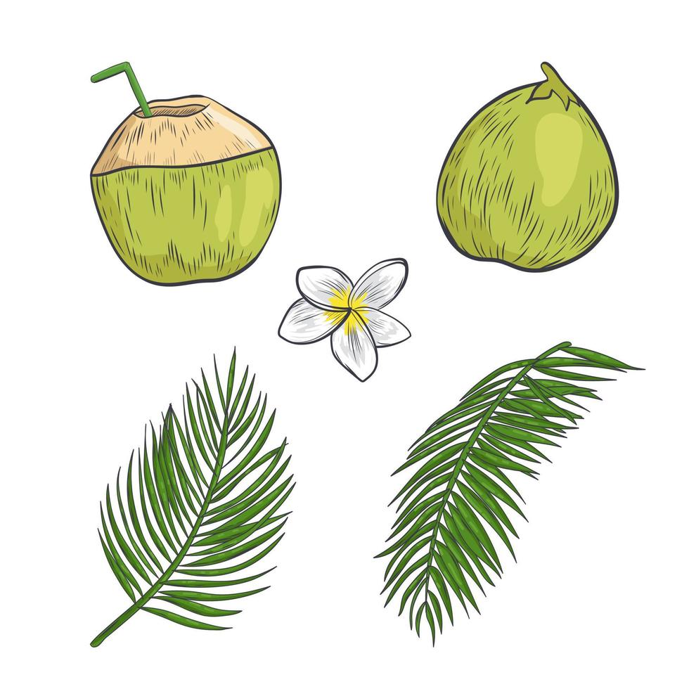 elementos de naturaleza tropical aislados sobre fondo blanco. vector