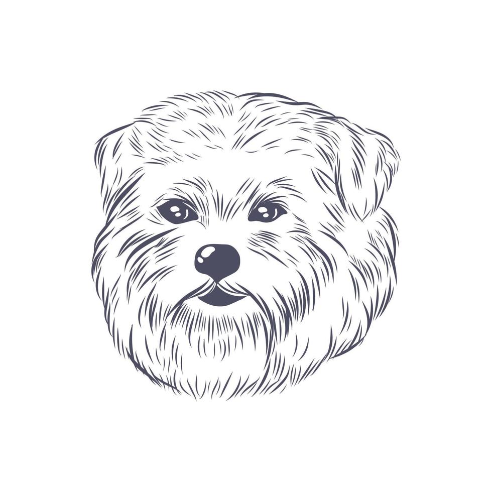 Norfolk terrier head vector sketch.