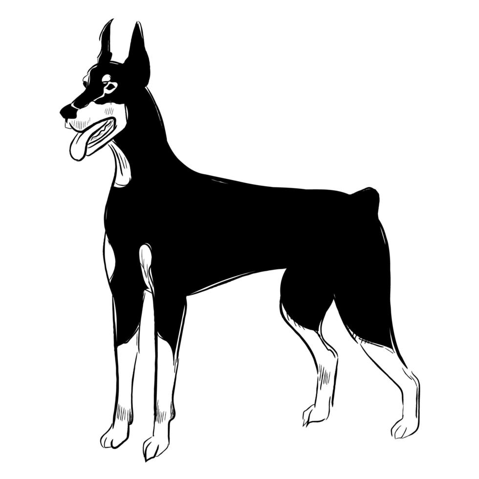 Perro doberman pinscher aislado sobre fondo blanco. vector