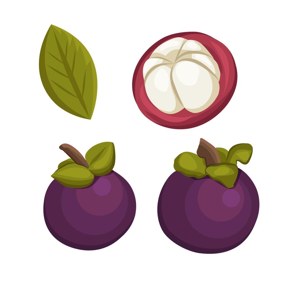 Ilustración de vector de dibujo de fruta de mangostán.