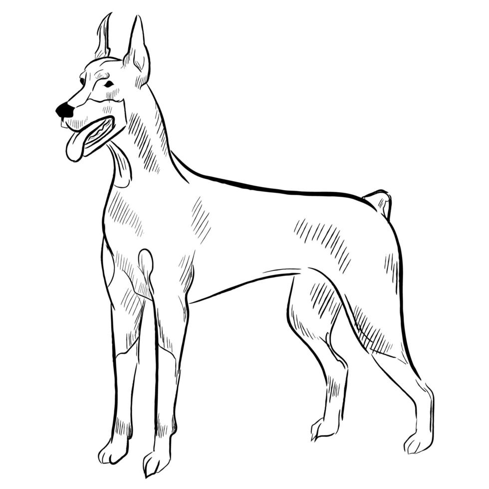 Perro doberman pinscher aislado sobre fondo blanco. vector